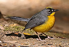 Fan-tailed Warbler (Basileuterus lachrymosus)