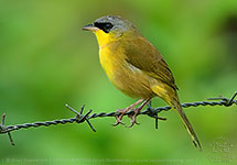 Gray-crowned Yellowthroat (Geothlypis poliocephala)