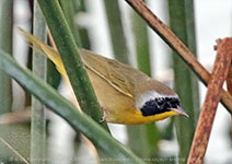 Common Yellowthroat (Geothlypis trichas)