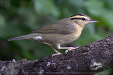 Worm-eating Warbler (Helmitheros vermivorum)