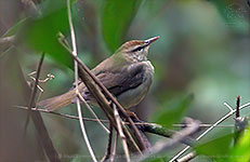 Swainson's Warbler (Limnothlypis swainsonii)