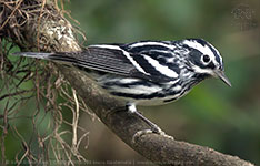 male Black-and-white Warbler