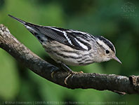female Black-and-white Warbler