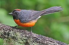 Slate-throated Redstart (Myioborus miniatus)