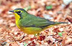 Kentucky Warbler (Geothlypis formosa)