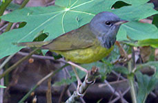 Mourning Warbler (Geothlypis philadelphia)