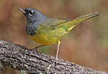 male MacGillivray's Warbler (Geothlypis tolmiei)