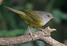 female MacGillivray's Warbler (Geothlypis tolmiei)