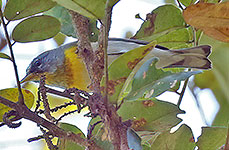 Northern Parula (Setophaga americana)