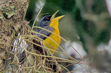 Tropical Parula (Setophaga pitiayumi)