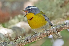 Crescent-chested Warbler (Oreothlypis superciliosa)