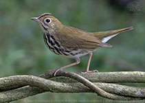 Ovenbird (Seiurus aurocapilla)