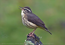 Louisiana Waterthrush (Parkesia motacilla)