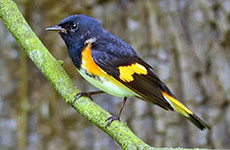 Male American Redstart (Setophaga ruticilla)