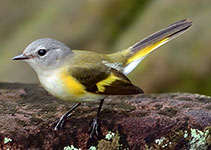 Female American Redstart (Setophaga ruticilla)