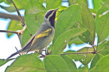 Golden-winged Warbler (Vermivora chrysoptera)