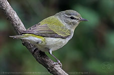 Tennessee Warbler (Leiothlypis peregrina)