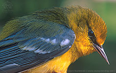 Blue-winged Warbler (Vermivora cyanoptera)