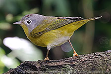 Nashville Warbler (Leiothlypis ruficapilla)