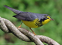 Male Canada Warbler (Cardellina canadensis)