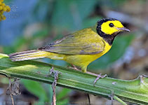 Hooded Warbler (Setophaga citrina)