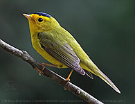 Male Wilson's Warbler (Cardellina pusilla)