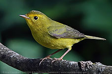 Female Wilson's Warbler (Cardellina pusilla)