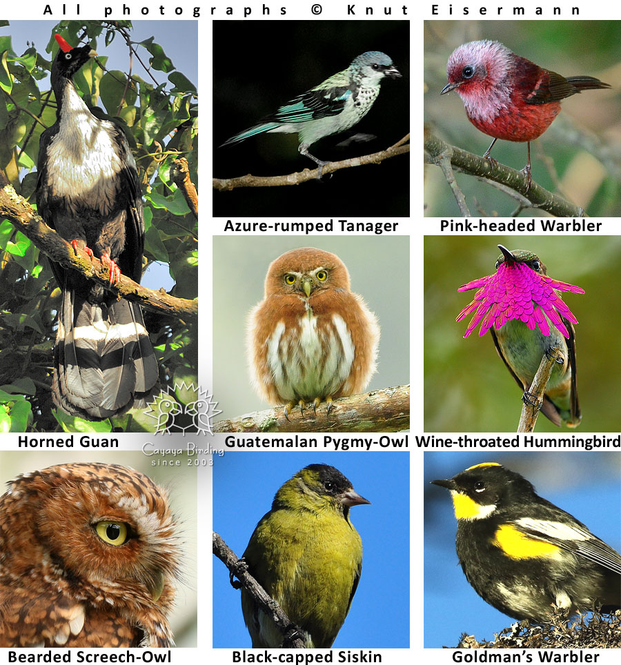 Endemic birds of Guatemala