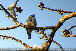 Azure-rumped Tanager