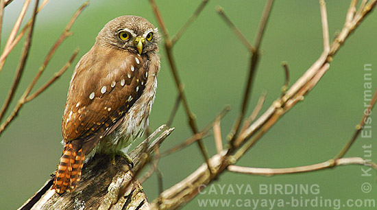 Ferruginous Pygmy-Owl