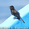 Black Phoebe