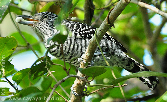 Barred Antshrike