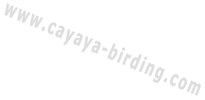 cayaya