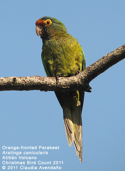 Orange-fronted Parakeet