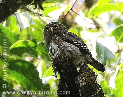 Guatemalan (Northern) Pygmy-Owl Glaucidium gnoma cobanense