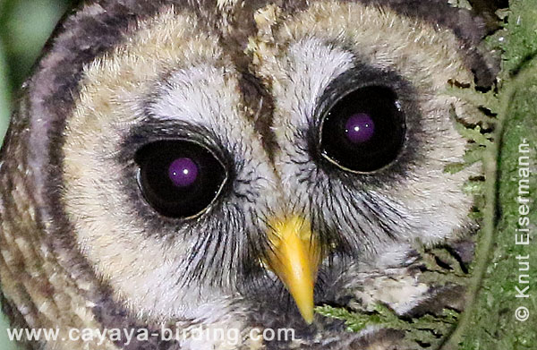 Fulvous Owl Strix fulvescens