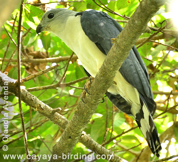 Gray-headed Kite