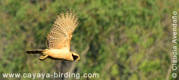 Laughing Falcon