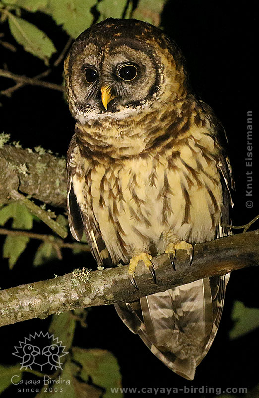 Fulvous Owl