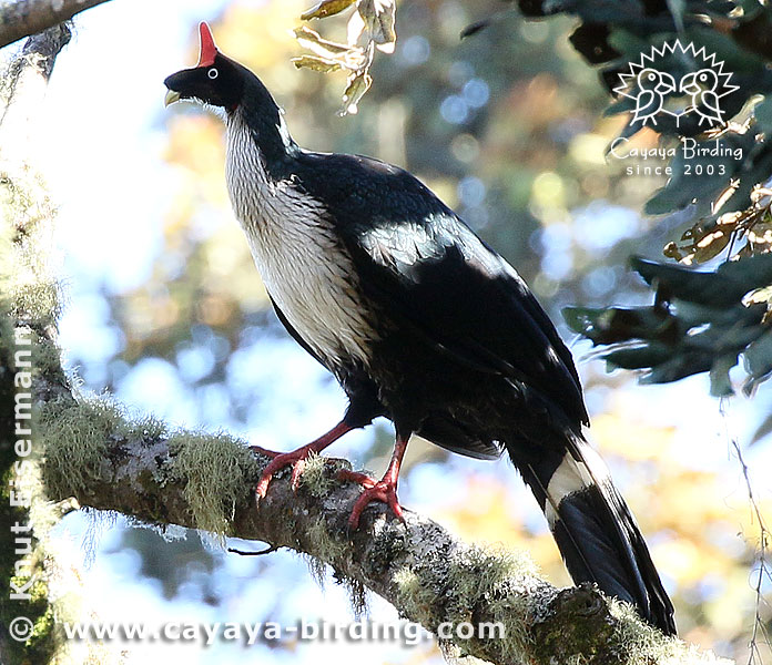 Horned Guan