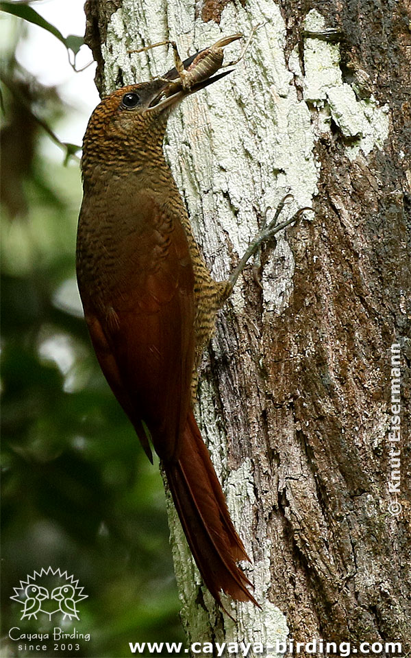 Northern Barred-Woodcreeper