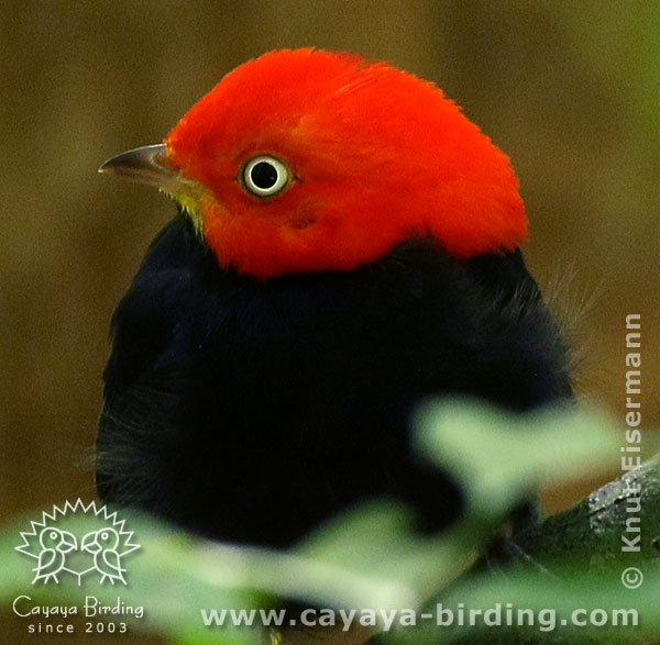 Red-capped Manakin