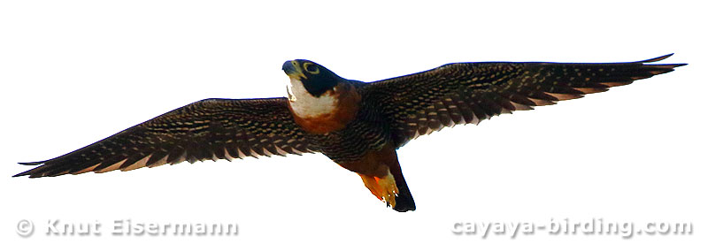Orange-breasted Falcon