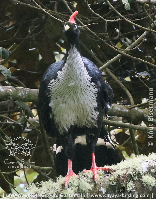Horned Guan with bented horn