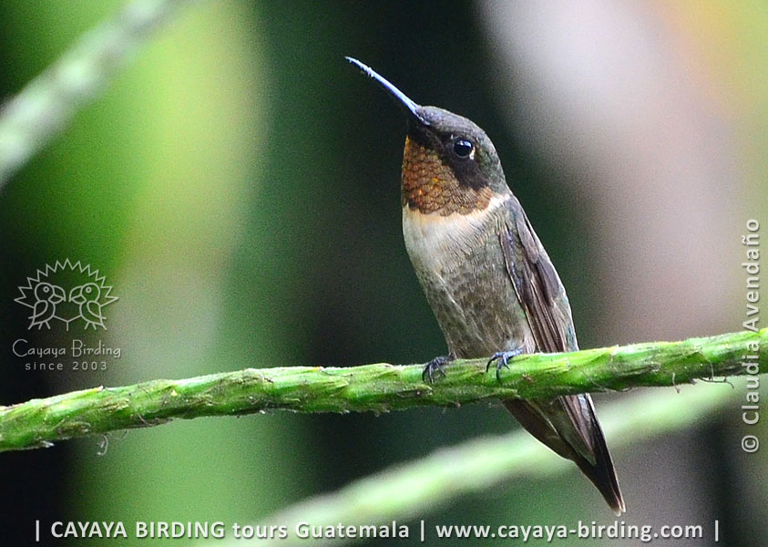 male Ruby-throated Hummingbird