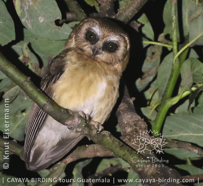 Aegolius ridgwayi