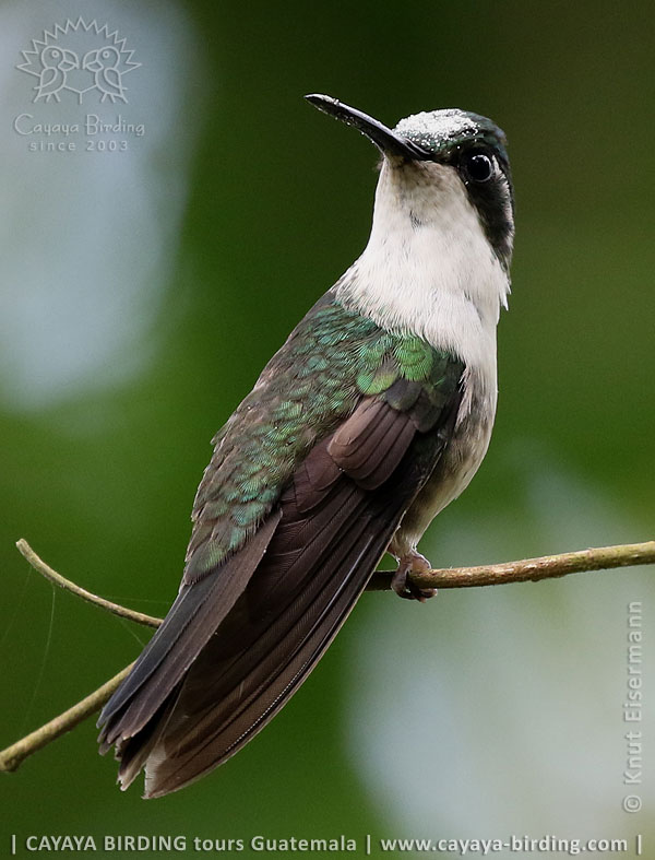 male Ruby-throated Hummingbird