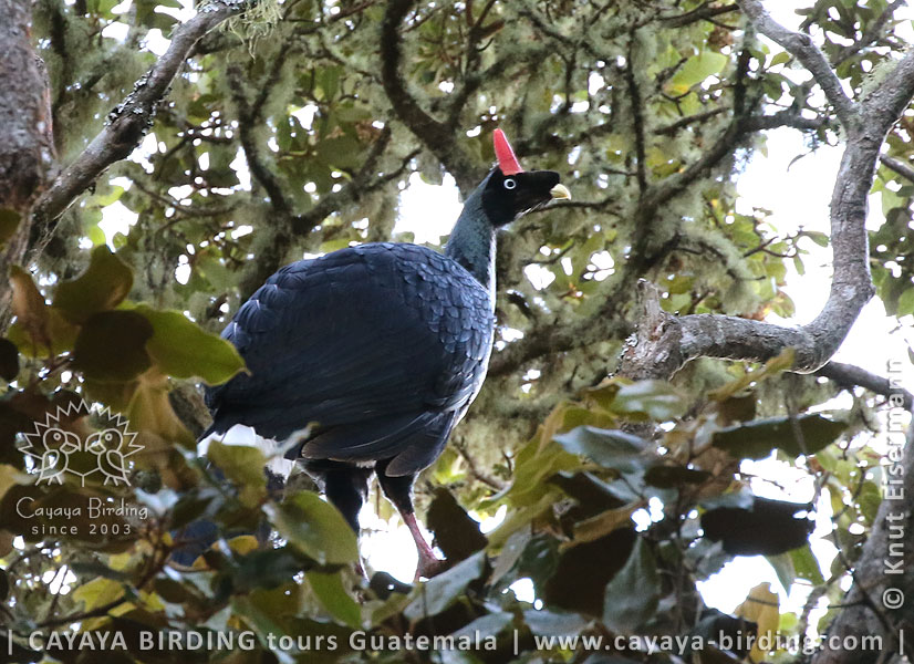 Horned Guan