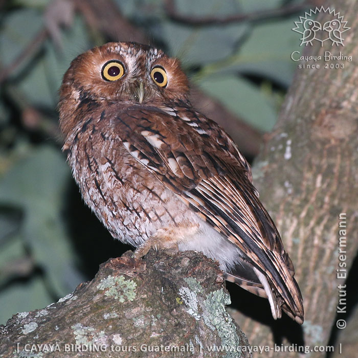 Whiskered Screech-Owl