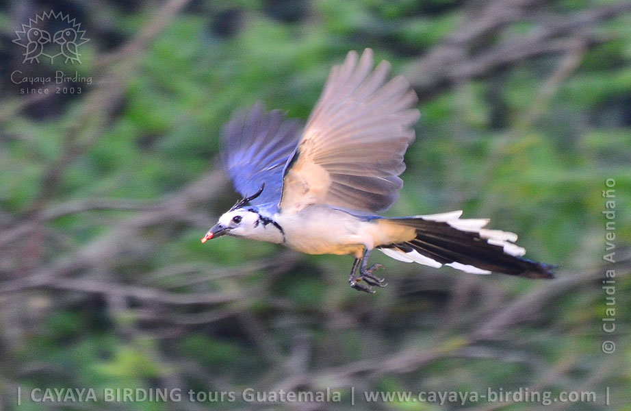 White-throated Magpie-Jay